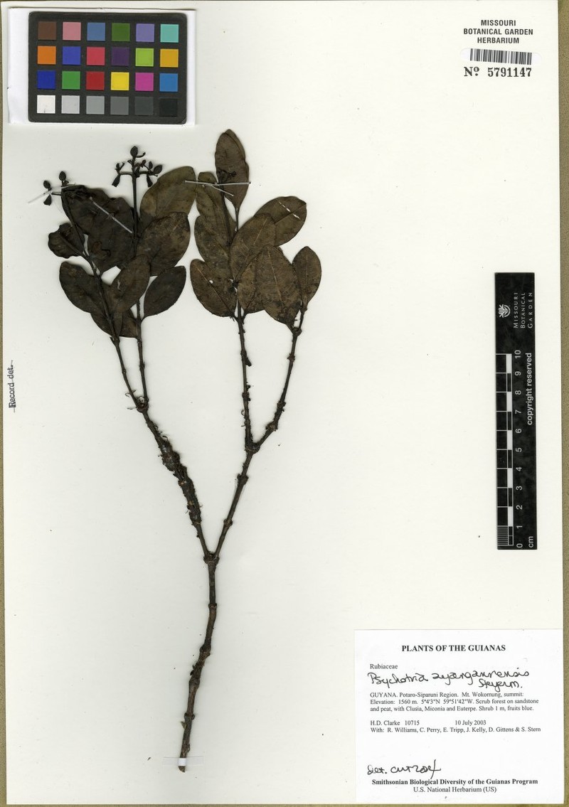 Palicourea ayangannensis