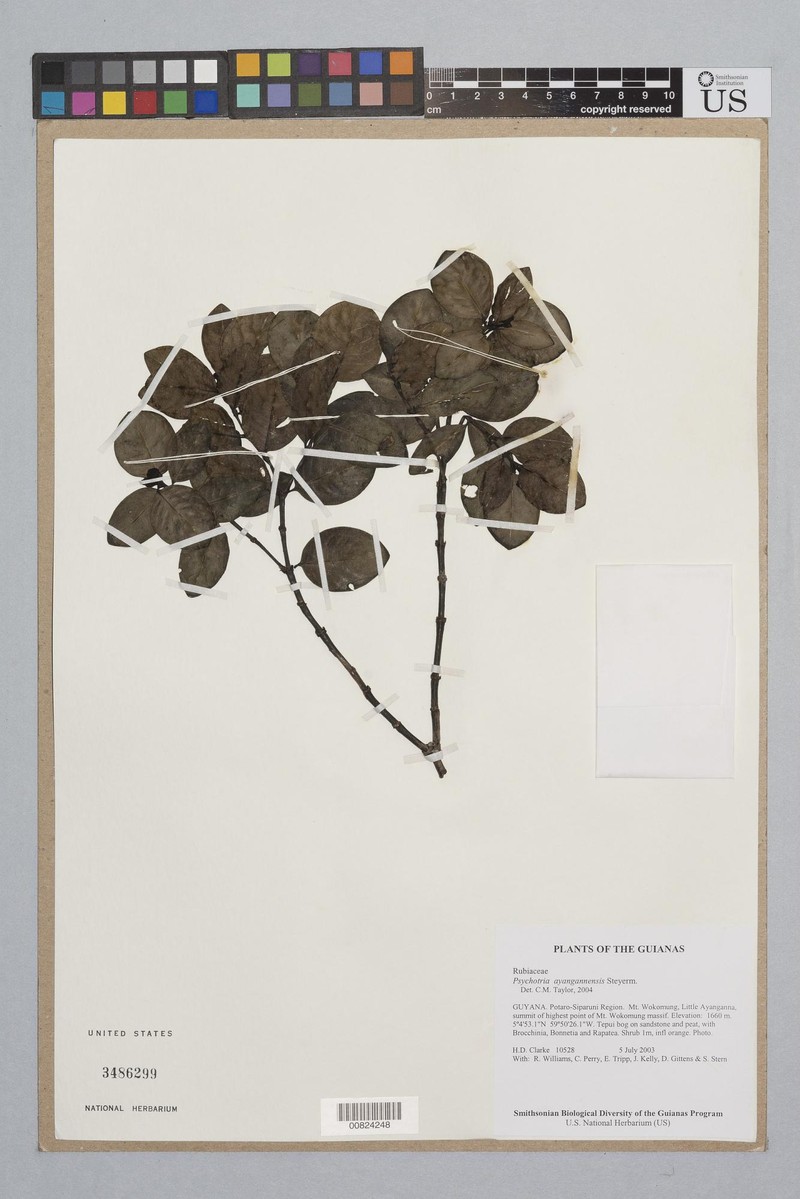 Palicourea ayangannensis photo 2