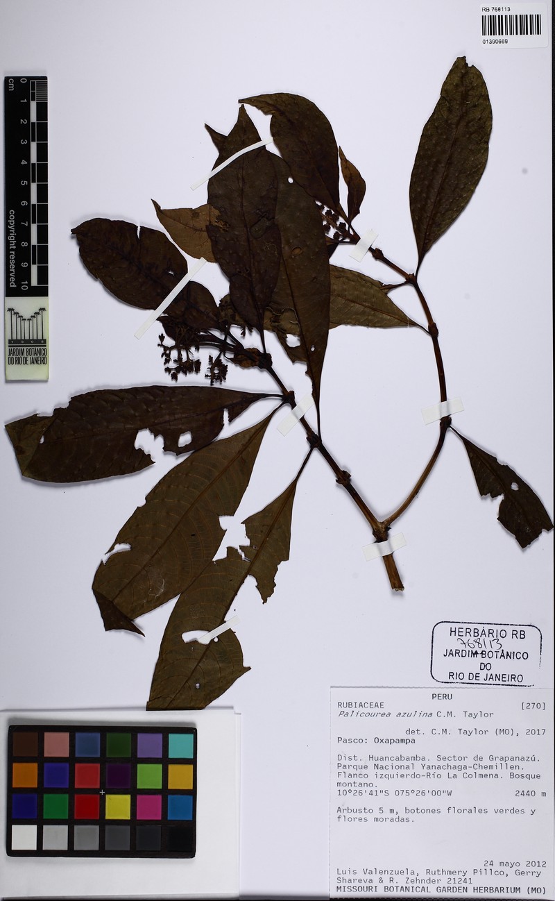 Palicourea azulina