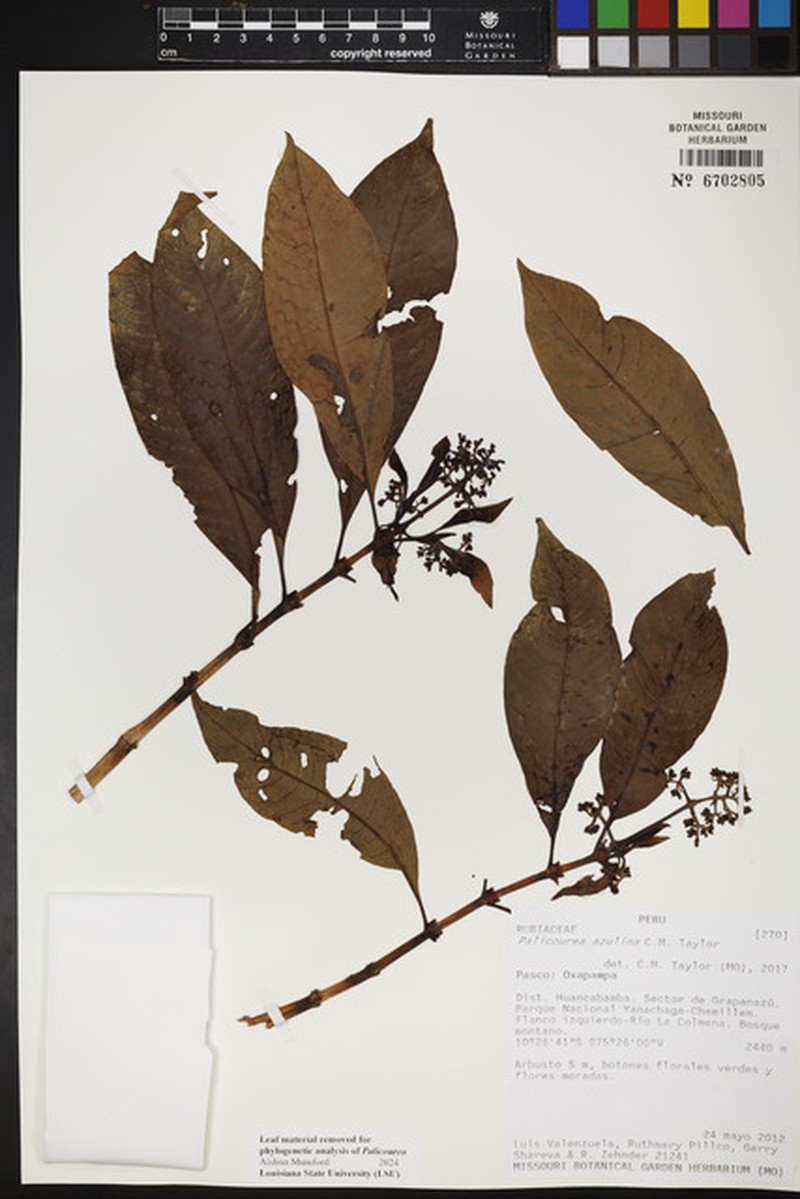 Palicourea azulina photo 2