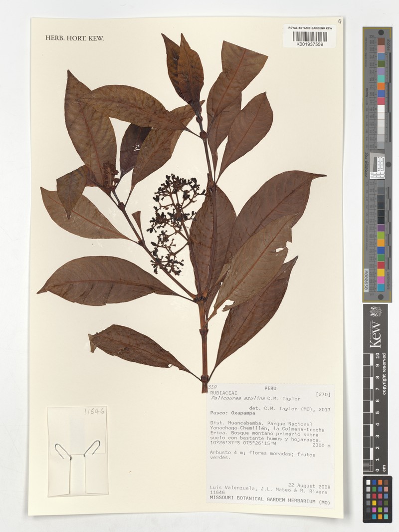 Palicourea azulina photo 3