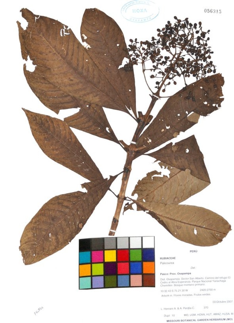 Palicourea azulina photo 4