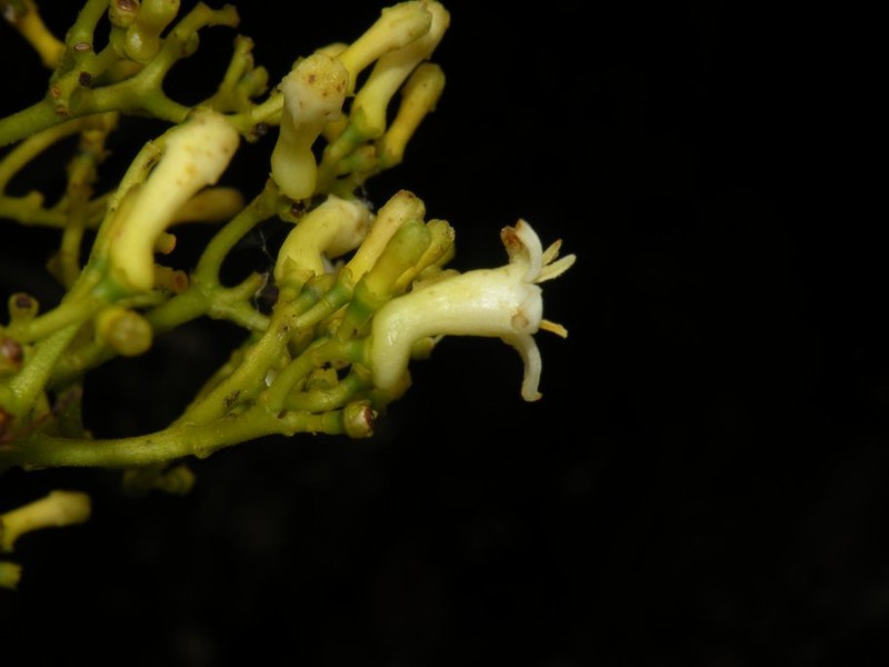 Palicourea bangii