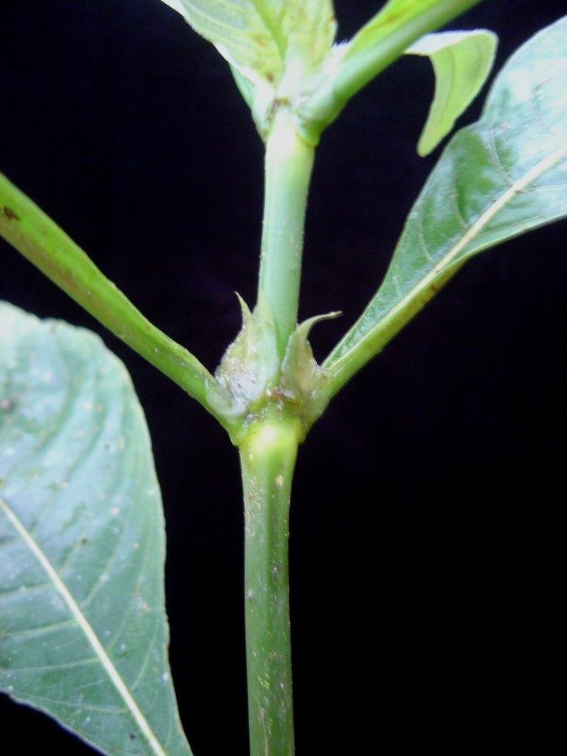 Palicourea bangii photo 2