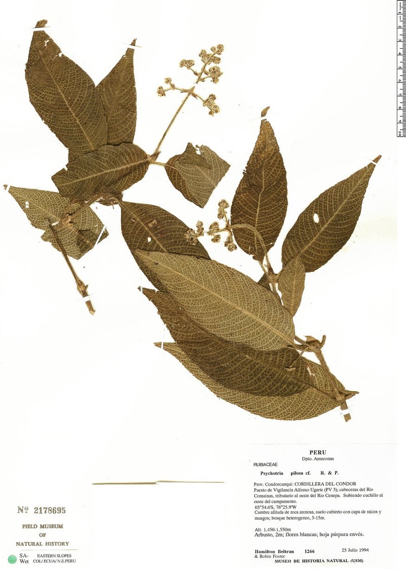 Palicourea beltraniana