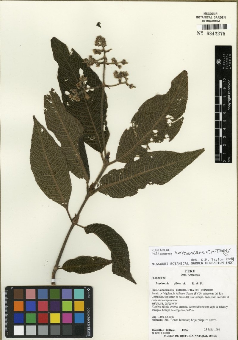 Palicourea beltraniana photo 2
