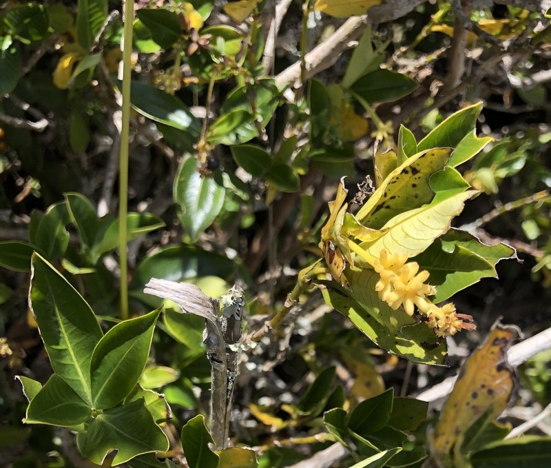 Palicourea boqueronensis