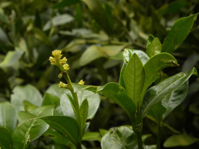 Palicourea boqueronensis photo 2