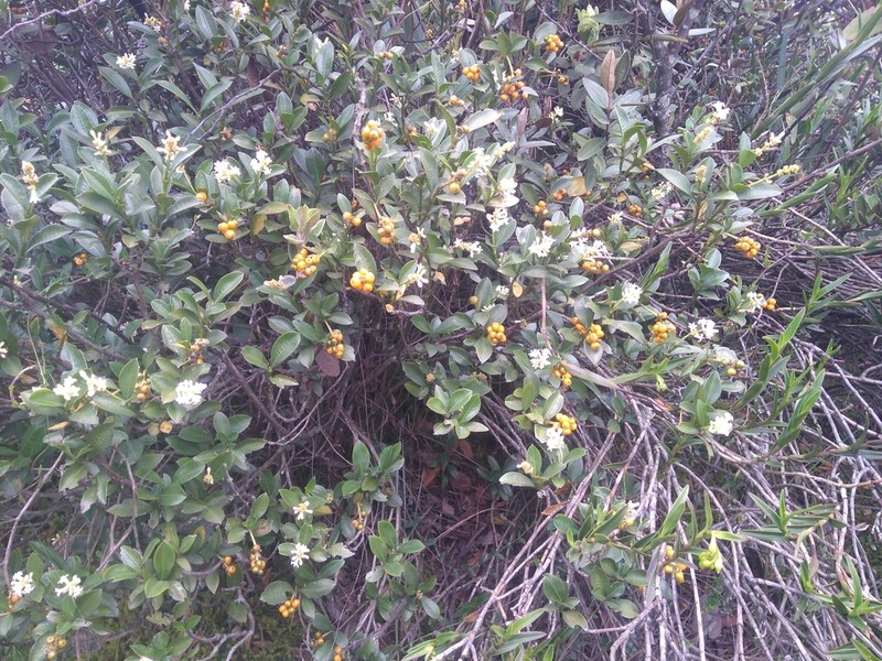 Palicourea boqueronensis photo 3
