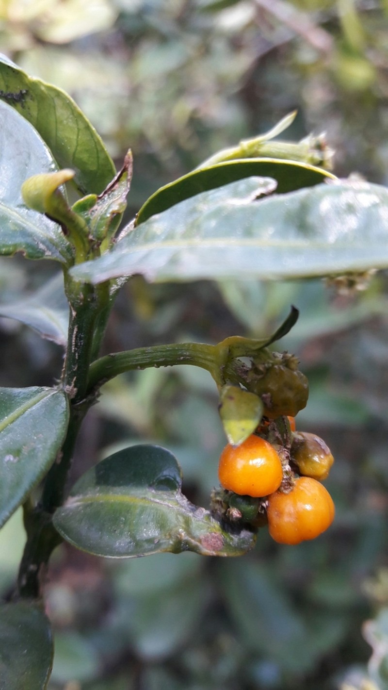 Palicourea boqueronensis photo 4
