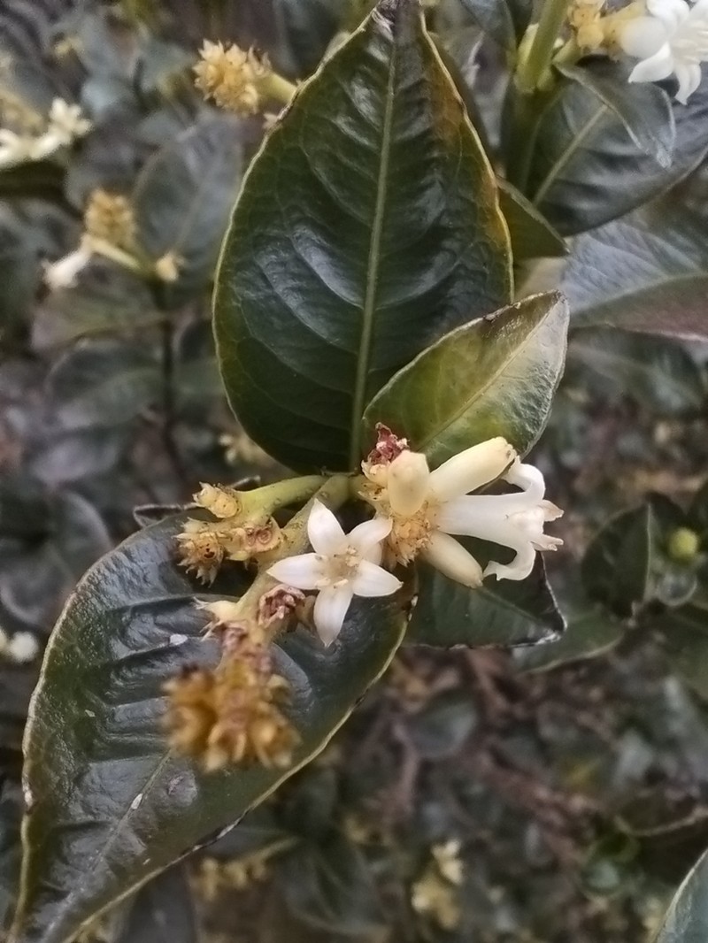 Palicourea boqueronensis photo 5