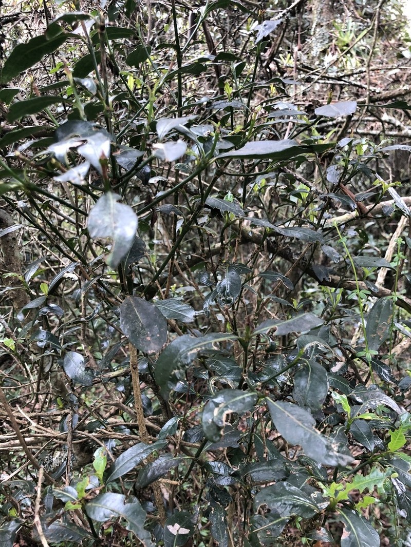 Palicourea boqueronensis photo 6