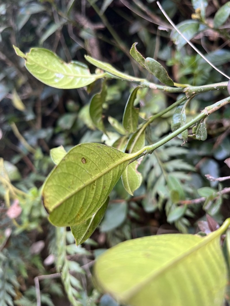 Palicourea boqueronensis photo 7