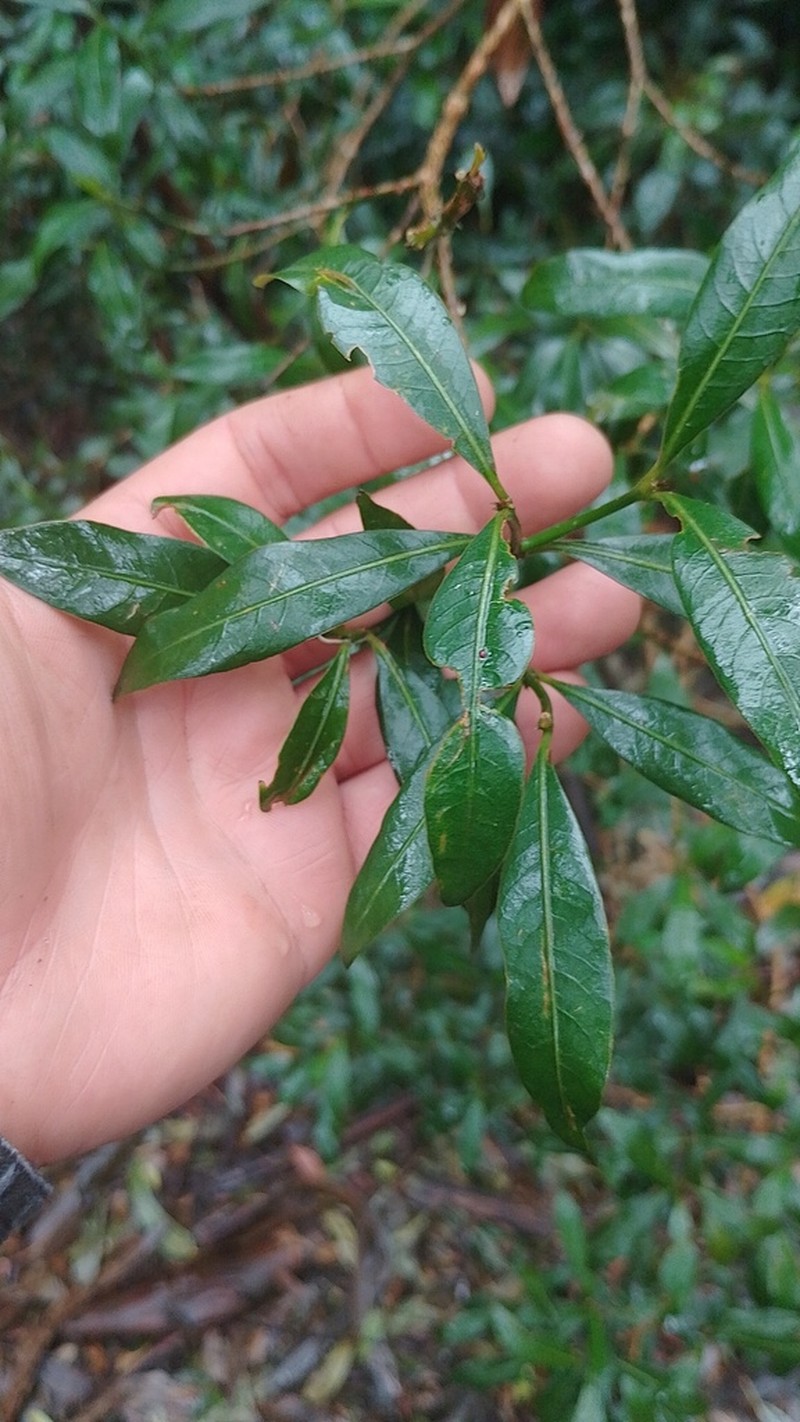 Palicourea boqueronensis photo 8