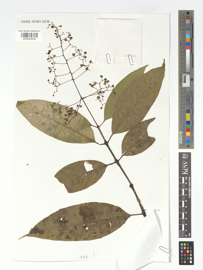Palicourea bostrychothyrsus