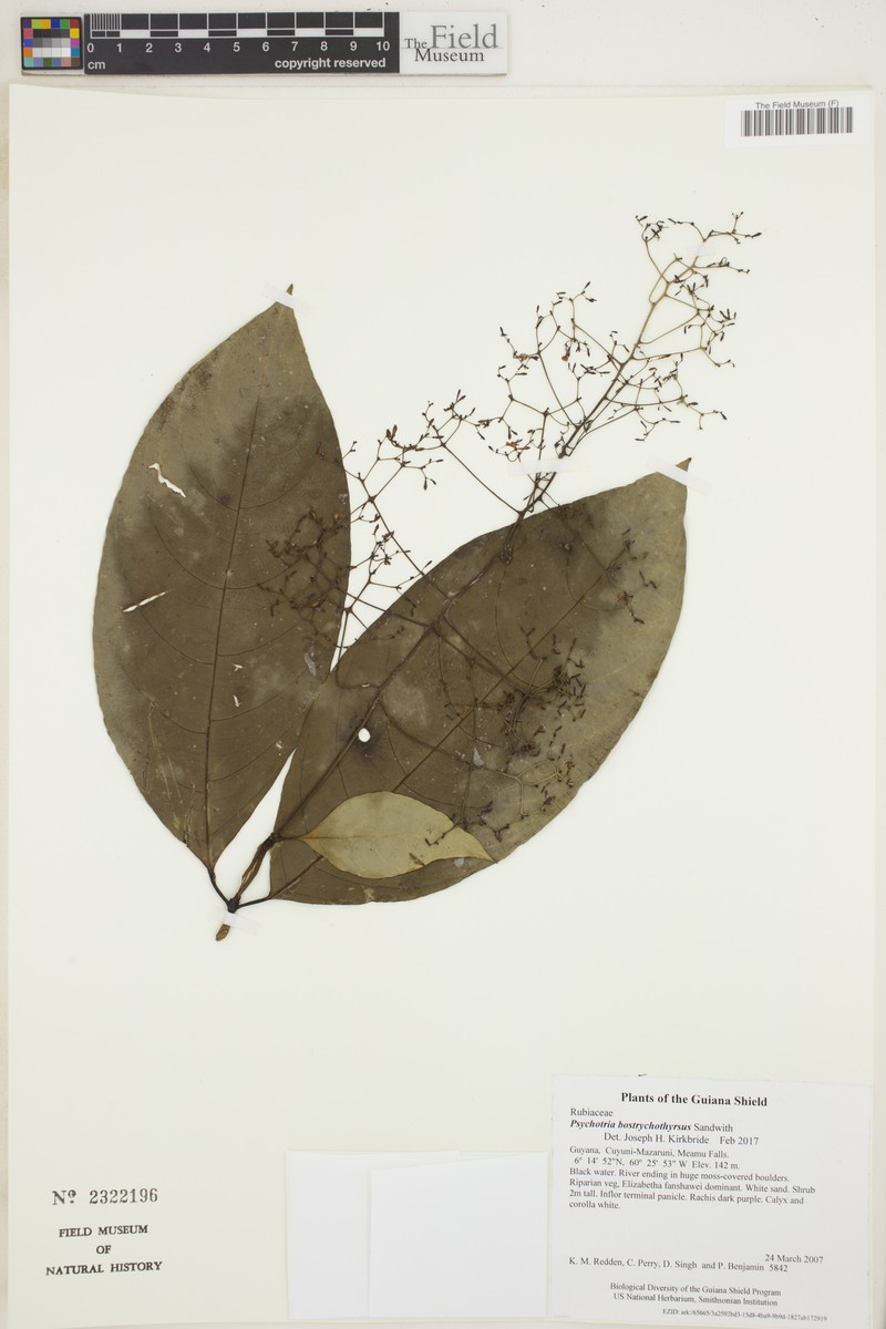 Palicourea bostrychothyrsus photo 2