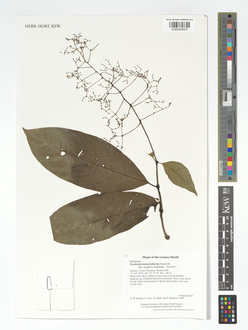 Palicourea bostrychothyrsus photo 3