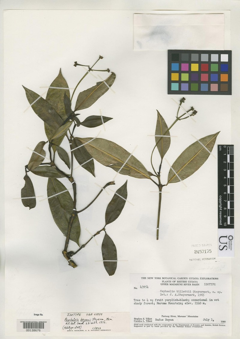 Palicourea boyanii