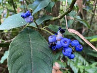 Palo De Cachimbo