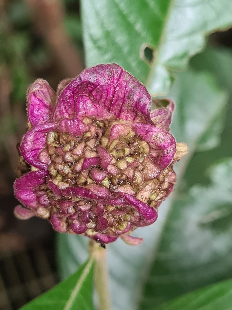 Palicourea bracteocardia