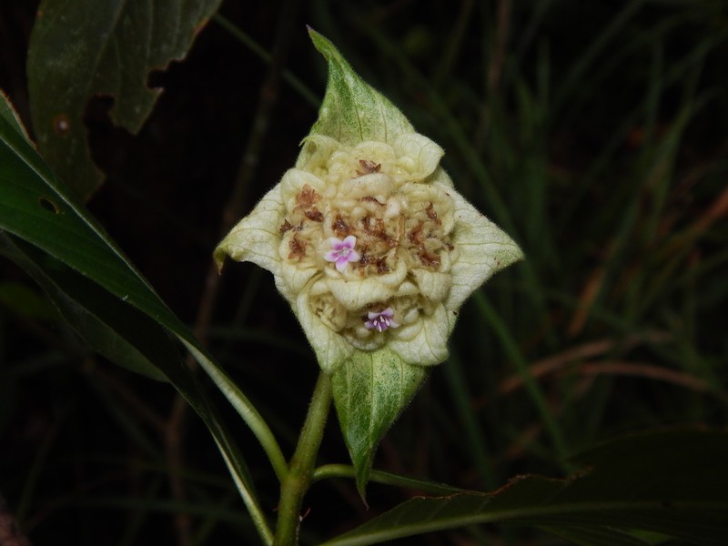 Palicourea bracteocardia photo 2