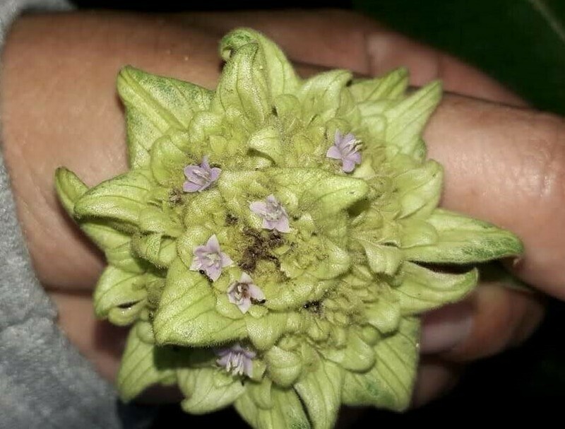 Palicourea bracteocardia photo 3
