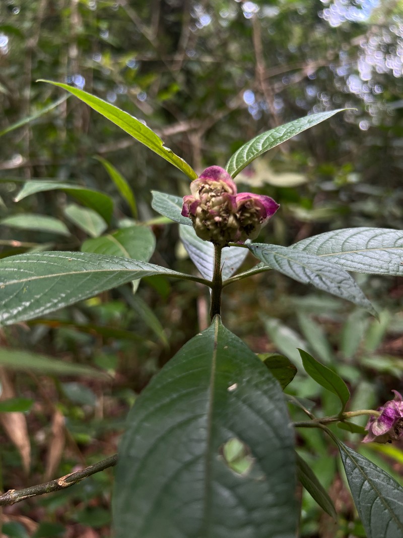 Palicourea bracteocardia photo 4