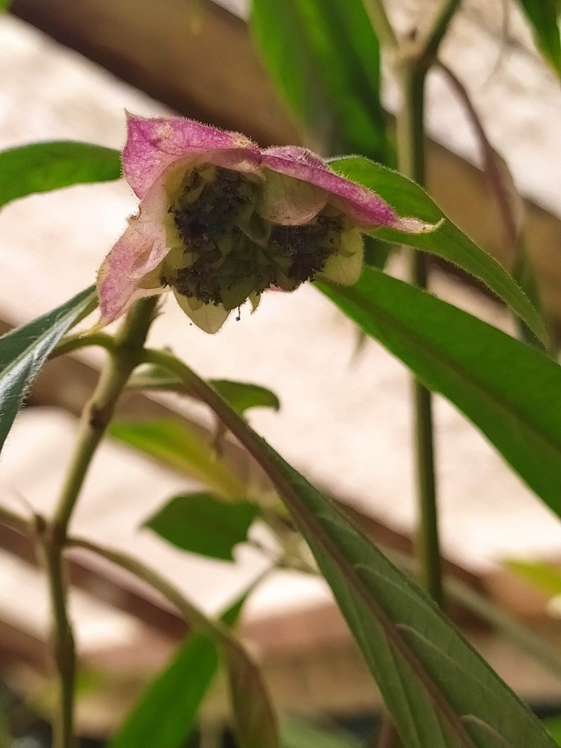 Palicourea bracteocardia photo 5