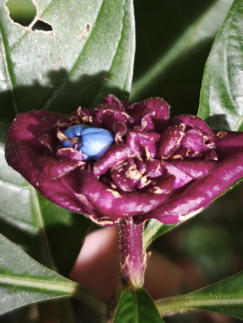 Palicourea bracteocardia photo 6