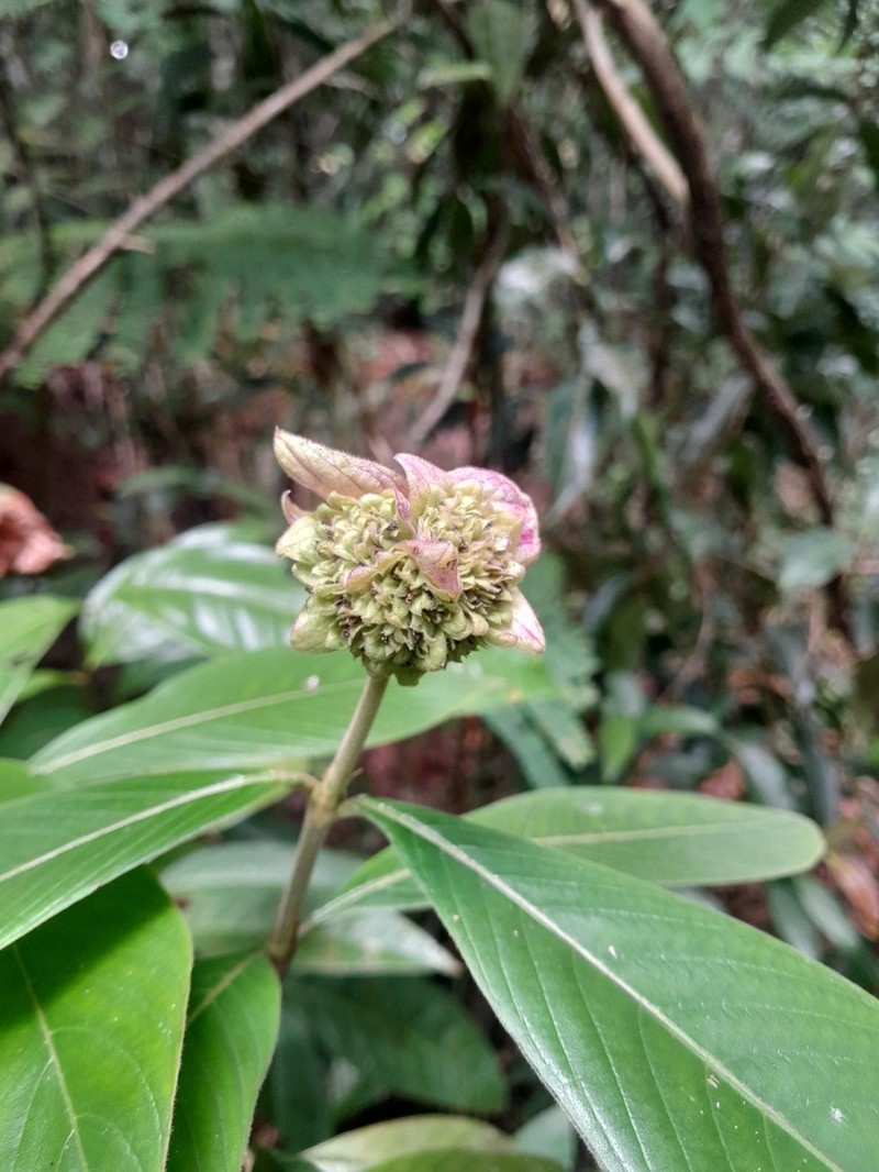 Palicourea bracteocardia photo 7