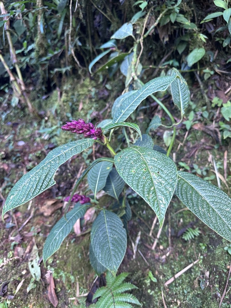 Palicourea bullulata