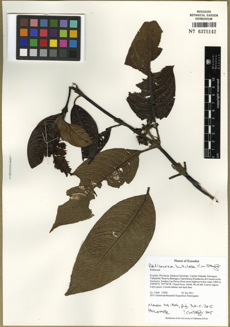 Palicourea bullulata photo 2