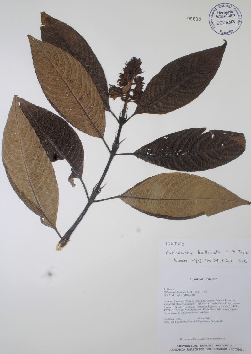 Palicourea bullulata photo 3