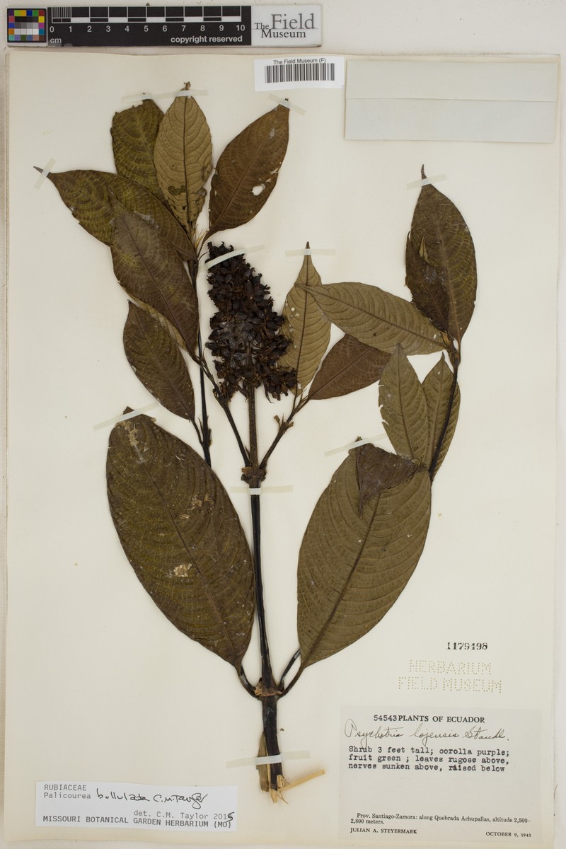 Palicourea bullulata photo 4