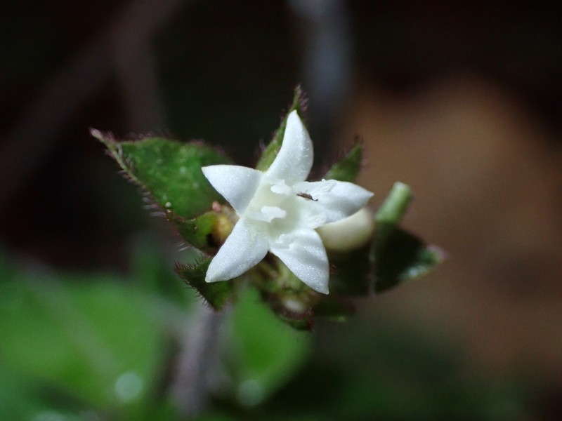 Palicourea callithrix