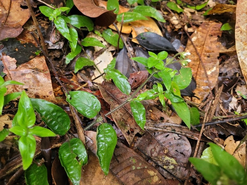 Palicourea callithrix photo 2