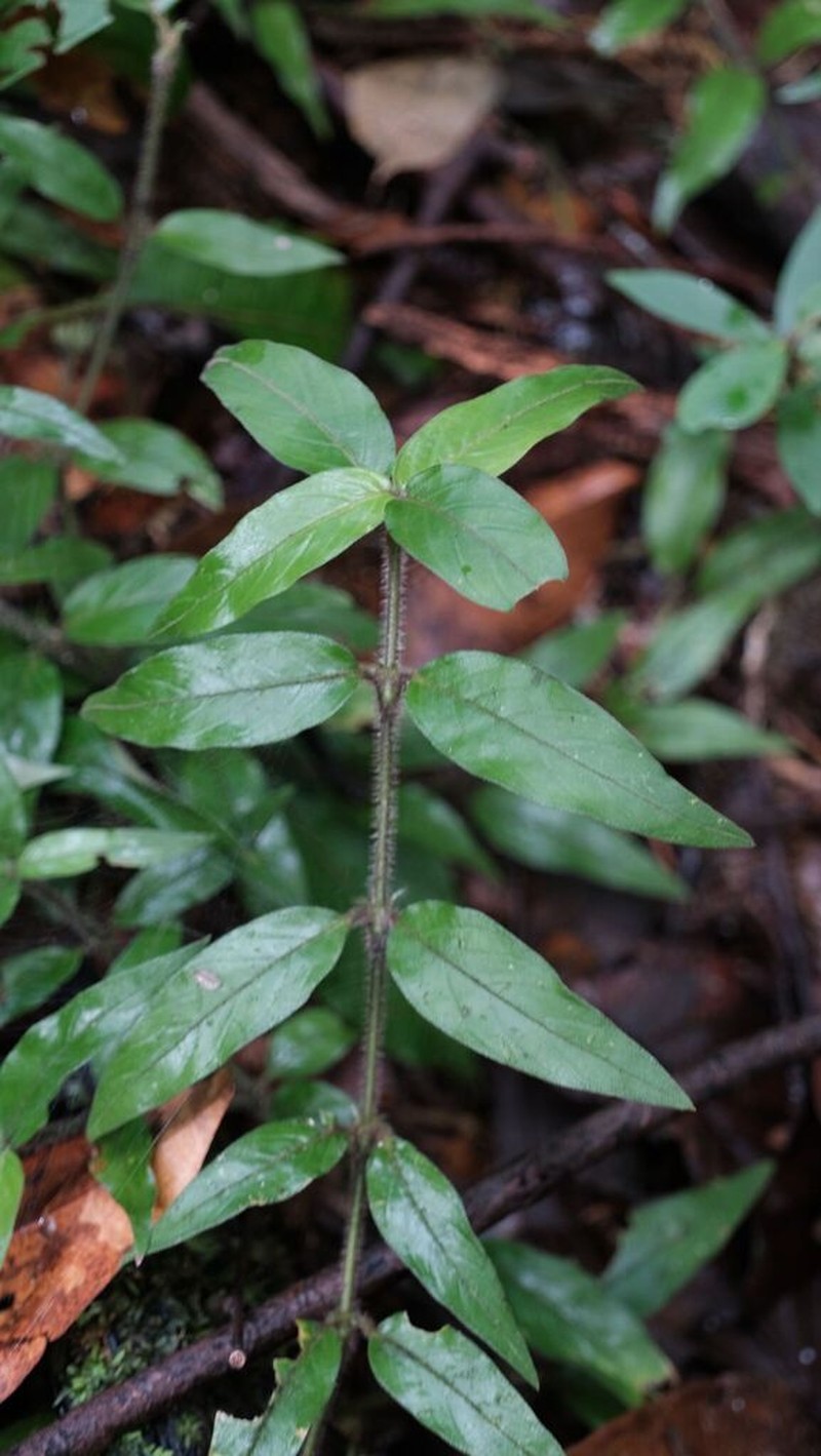 Palicourea callithrix photo 3