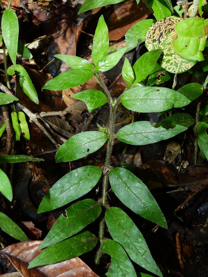 Palicourea callithrix photo 4