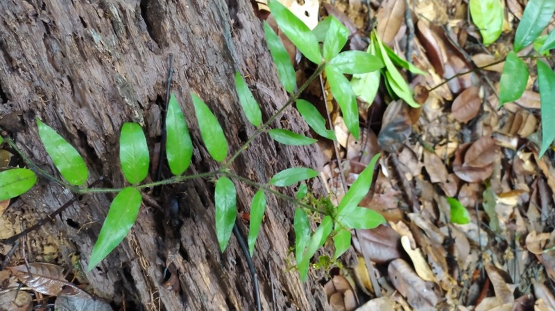 Palicourea callithrix photo 5