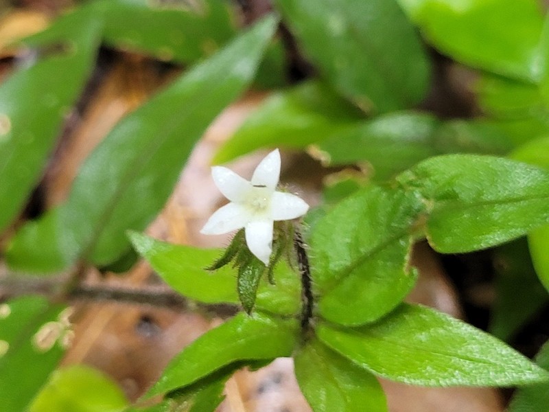 Palicourea callithrix photo 6