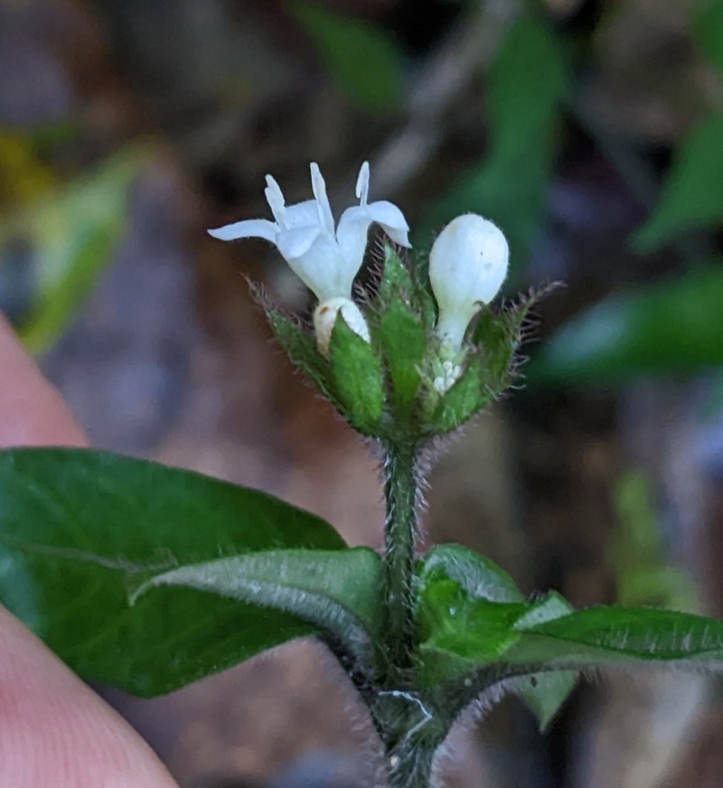 Palicourea callithrix photo 7