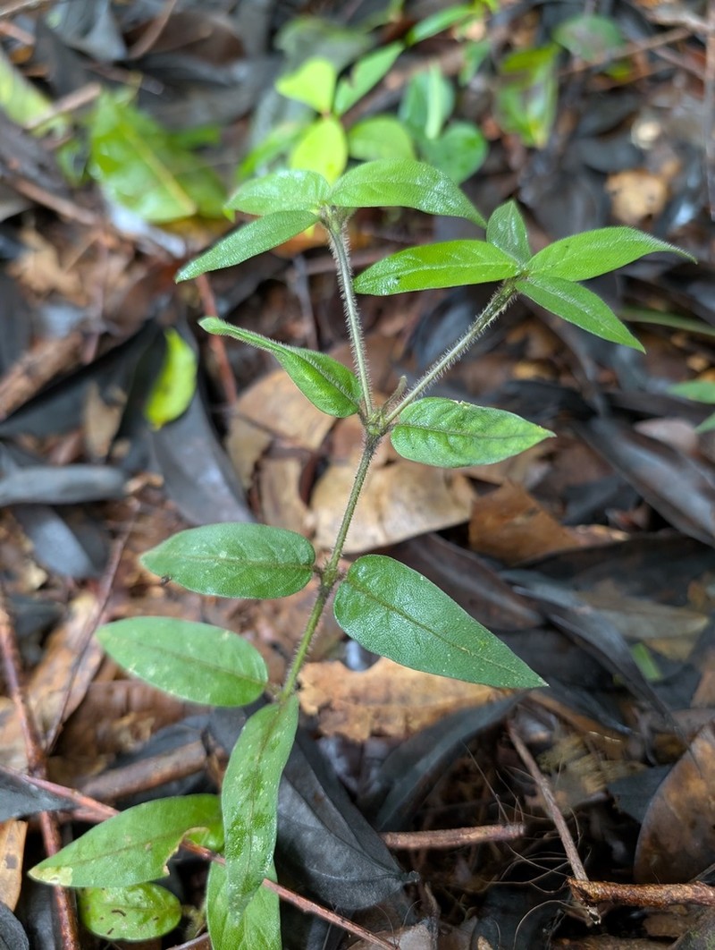 Palicourea callithrix photo 8
