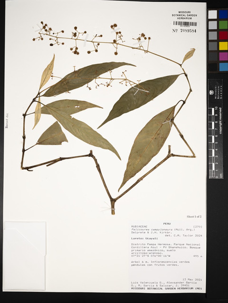 Palicourea campyloneura