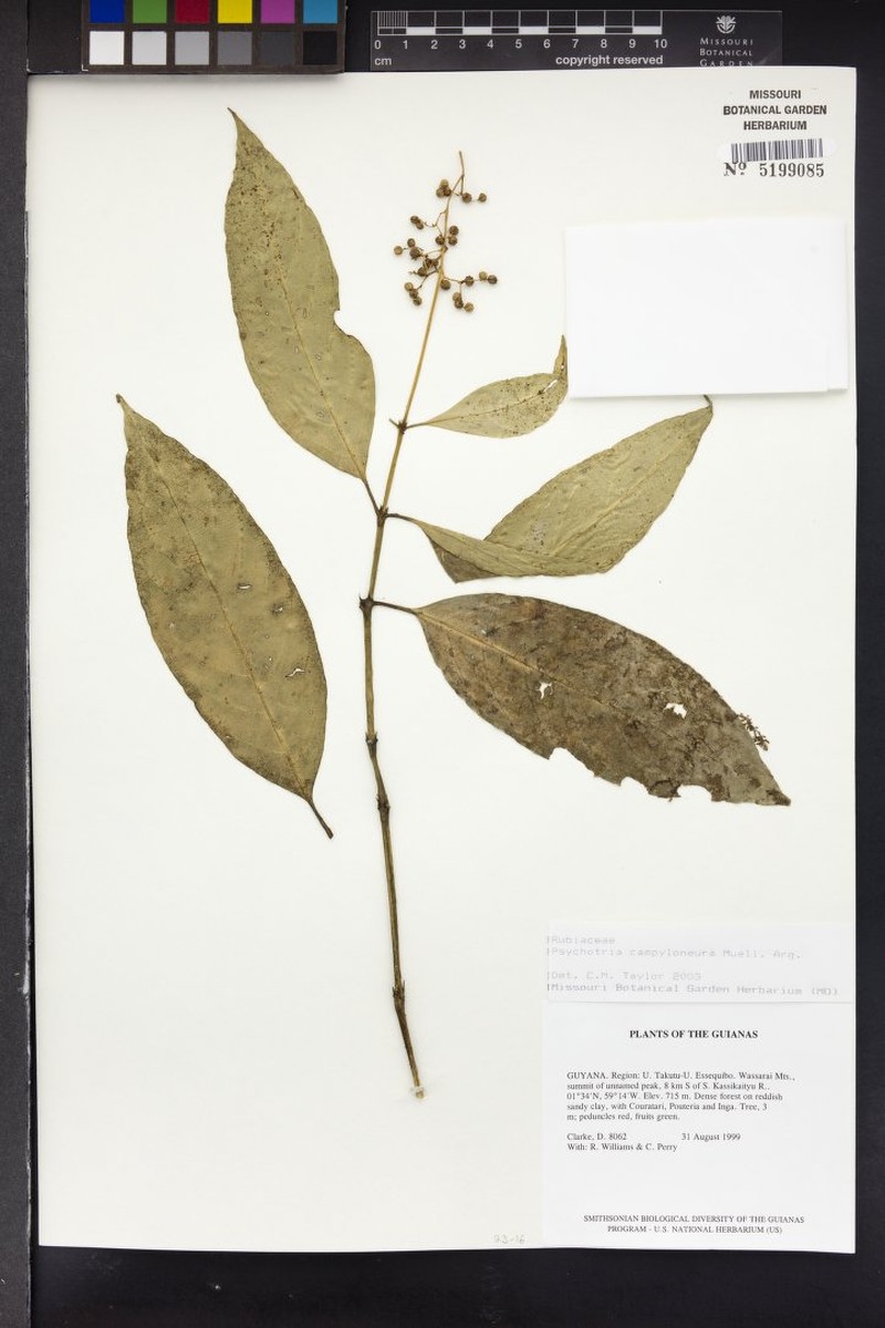 Palicourea campyloneura photo 2