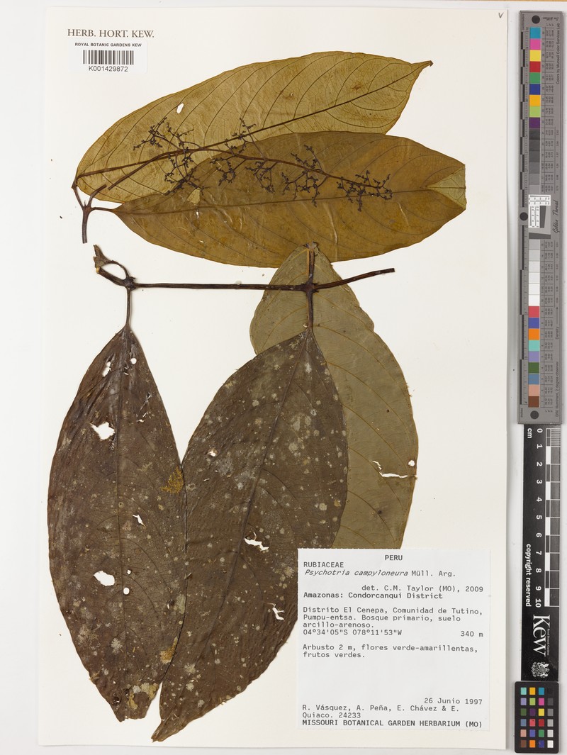 Palicourea campyloneura photo 3