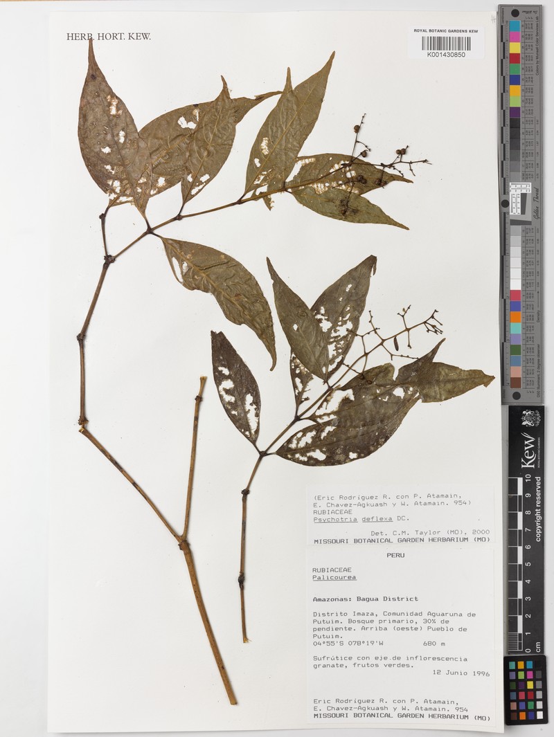 Palicourea campyloneura photo 4
