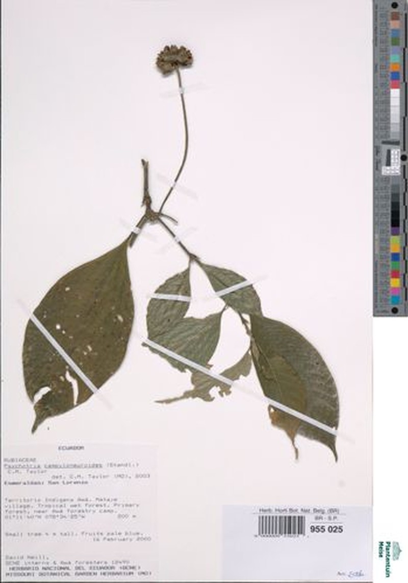 Palicourea campyloneuroides