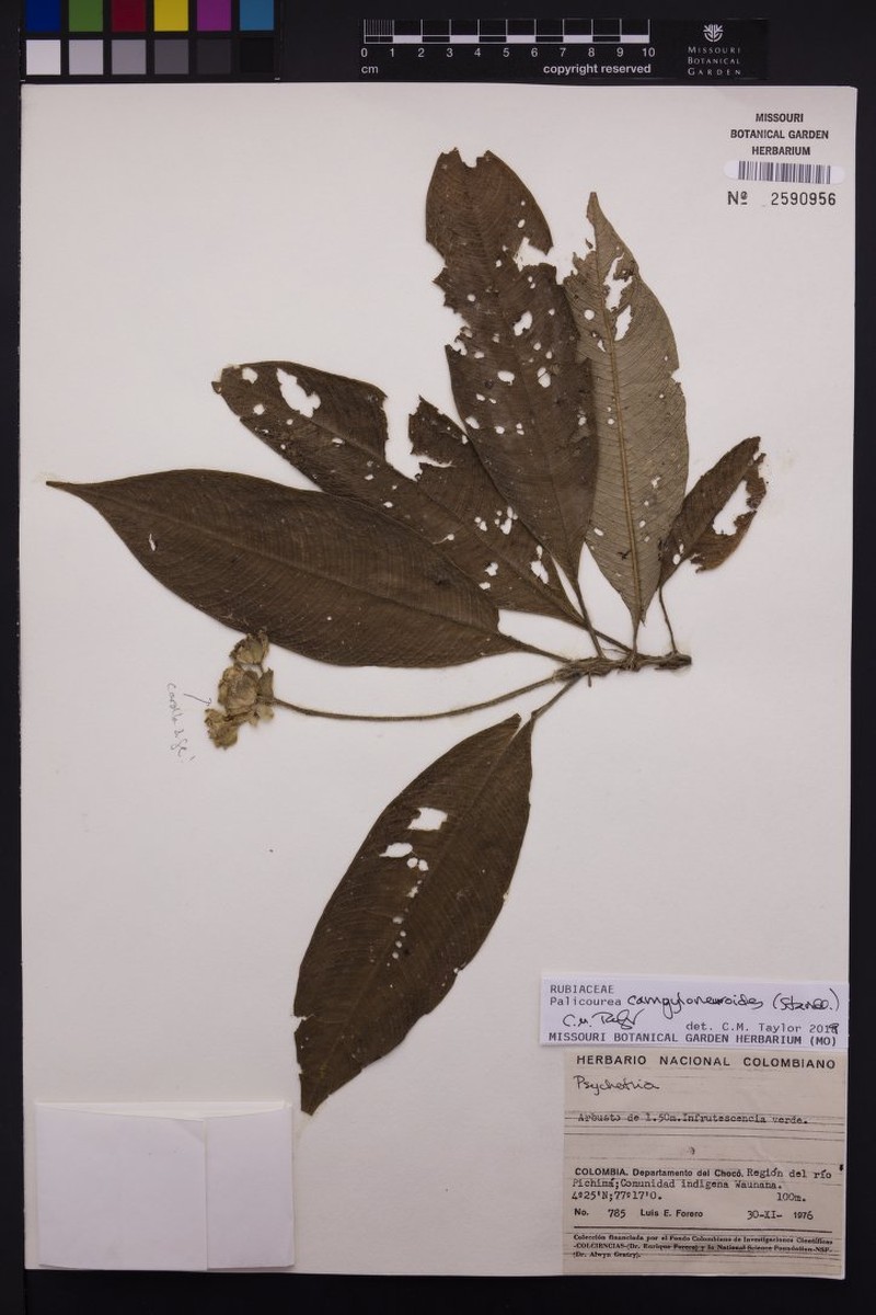Palicourea campyloneuroides photo 2