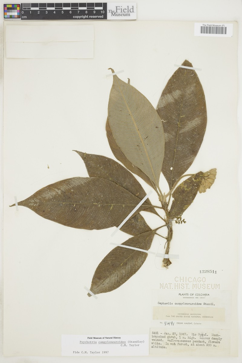 Palicourea campyloneuroides photo 3
