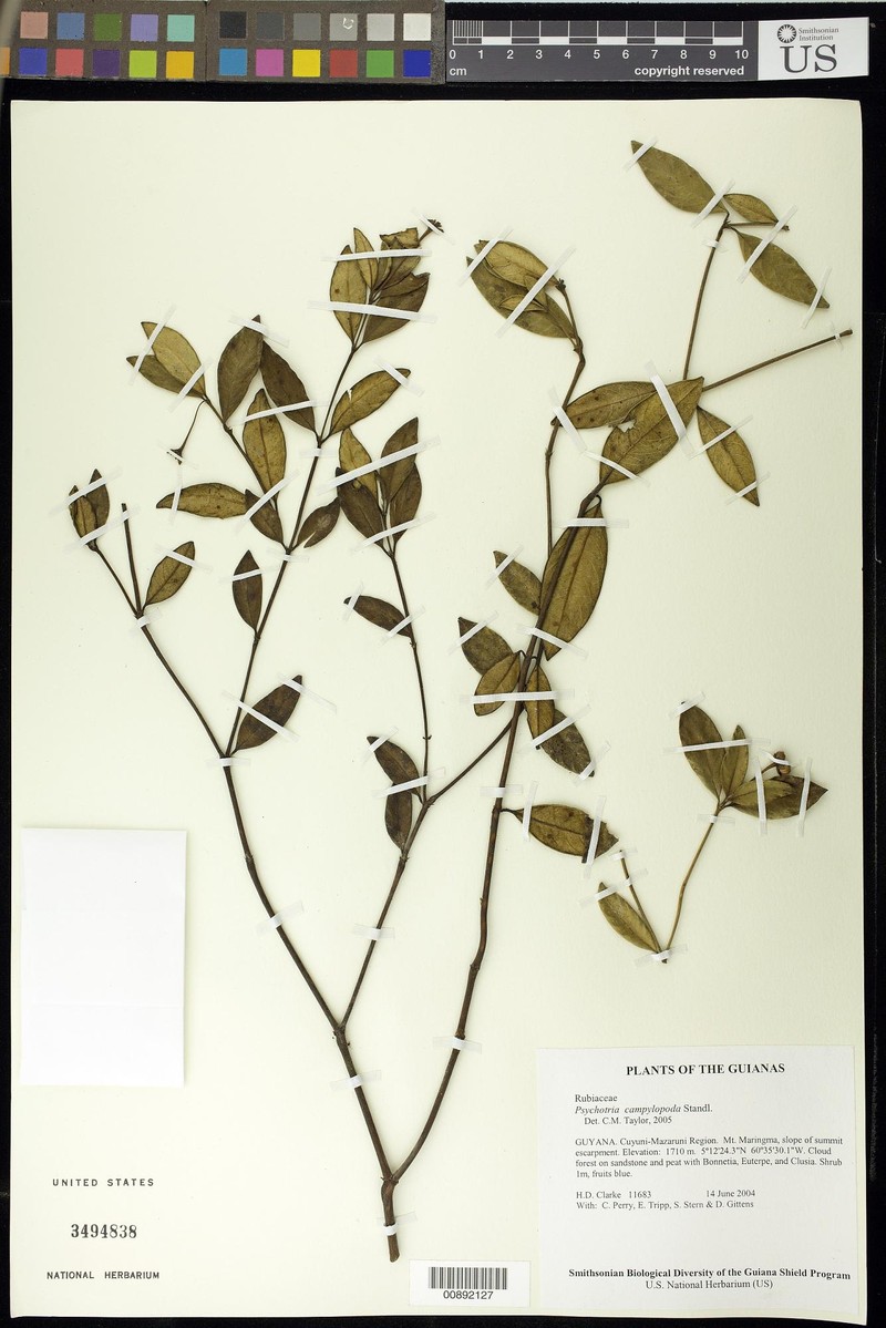 Palicourea campylopoda
